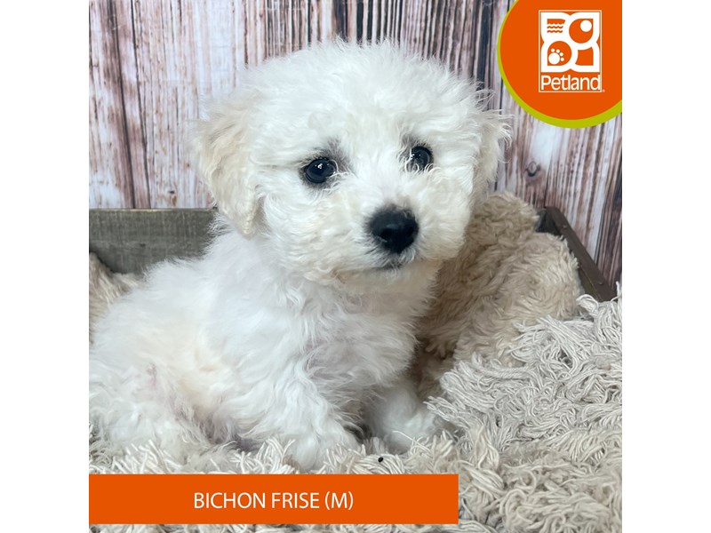 Bichon Frise - 19015 Image #1