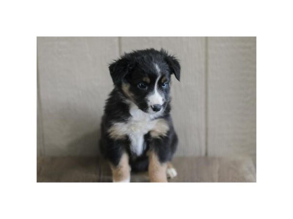 Australian Shepherd – 19027