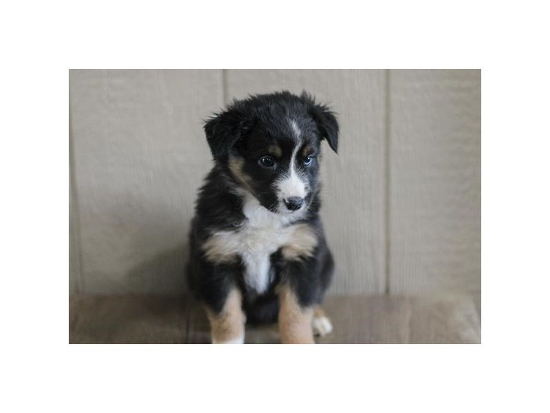 Australian Shepherd - 19027 Image #1