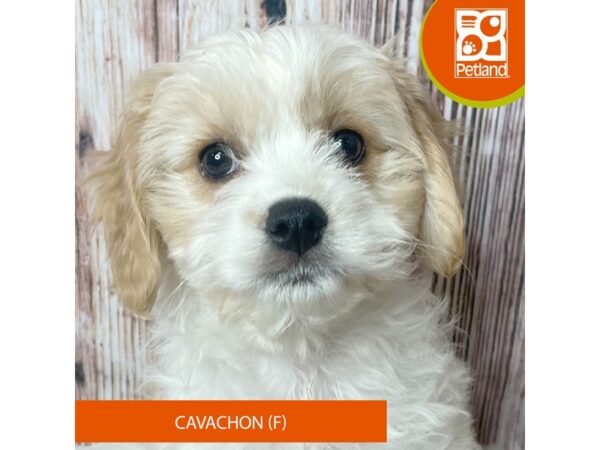 Cavachon – 19031