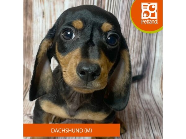 Dachshund – 19025
