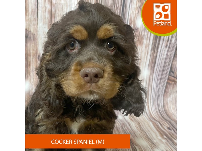 Cocker Spaniel - 19028 Image #1