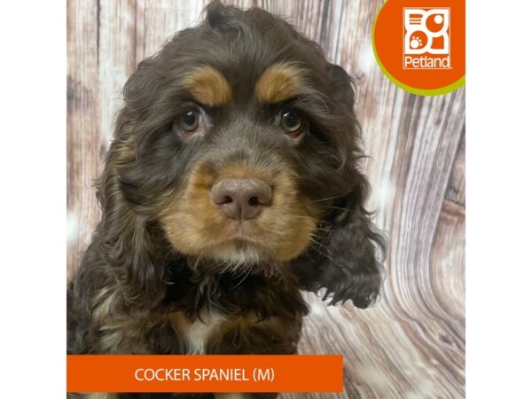 Cocker Spaniel – 19028