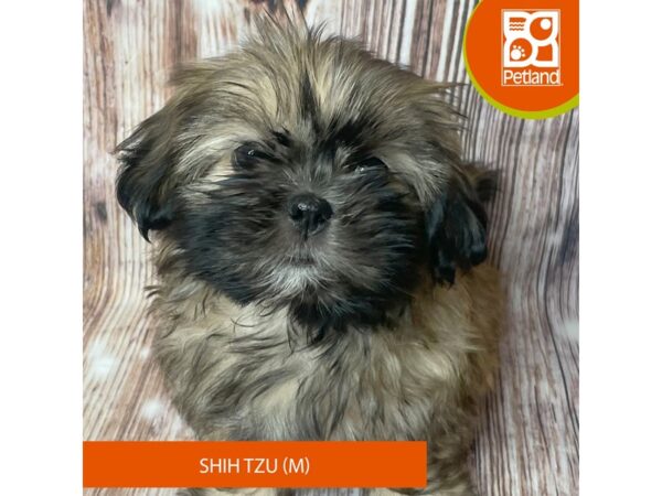 Shih Tzu – 19024