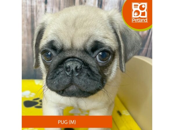 Pug – 19041