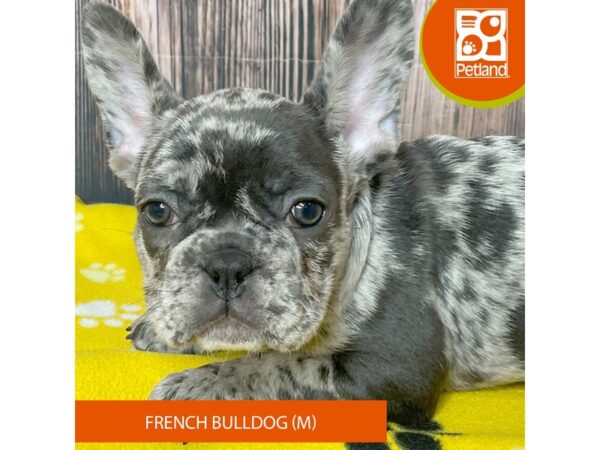 French Bulldog – 19040