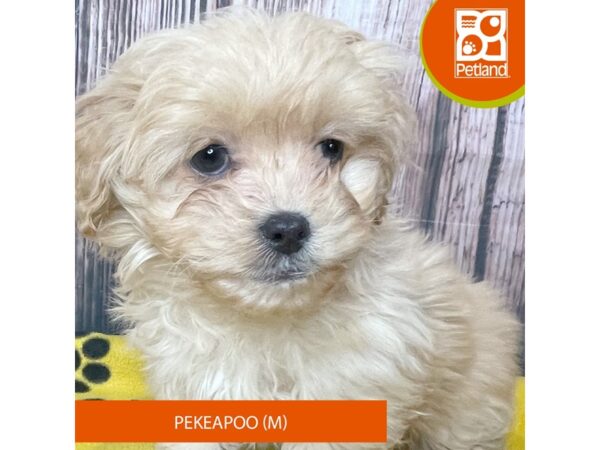 Pekeapoo – 19039