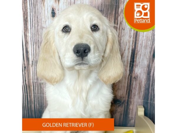 Golden Retriever – 19038