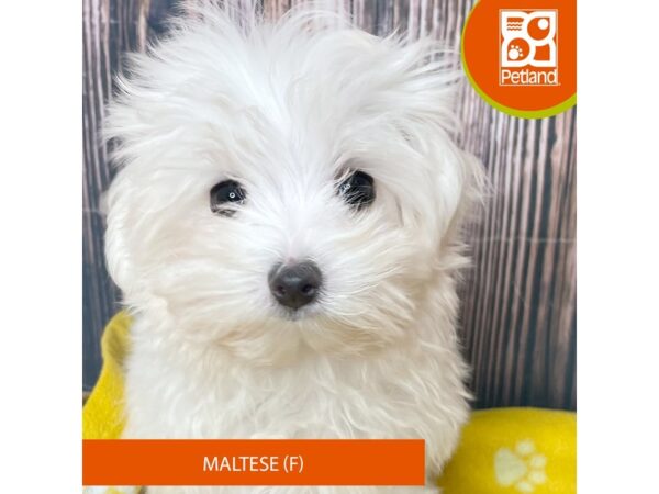 Maltese – 19033