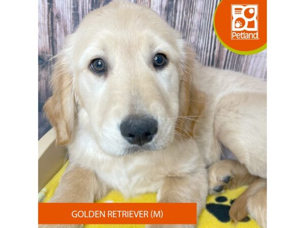 Golden Retriever – 19037