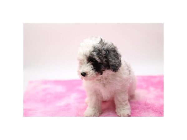 Poodle – 19042