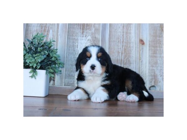 Bernese Mountain Dog – 19048
