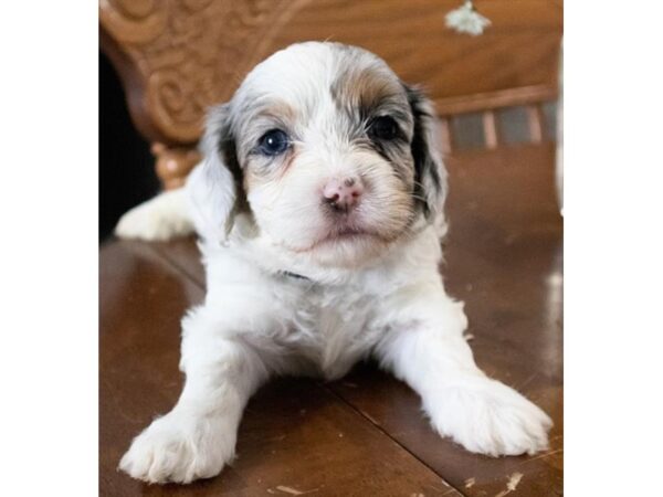 Bernedoodle Mini 2nd Gen – 19049