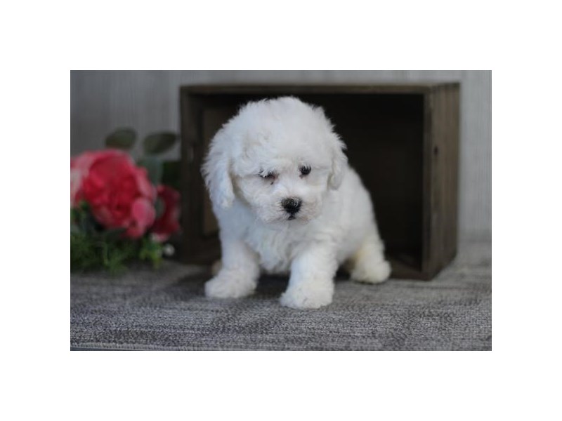 Teddy Bear Playground LLC/ Daniel & Roselyn Archives Petland