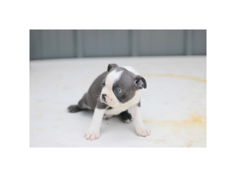 Justin D Raber Archives Petland Fairfield, Ohio