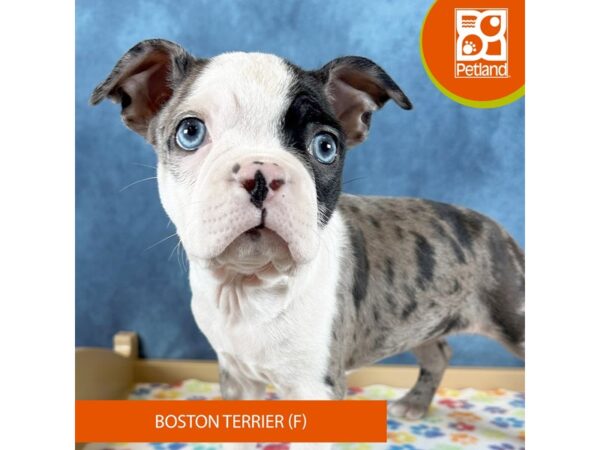 Puppies for Sale Petland Fairfield Ohio