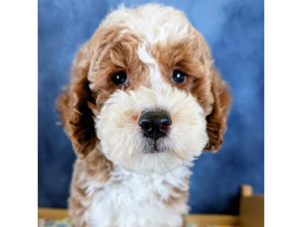 Goldendoodle Mini 2nd Gen – 20227