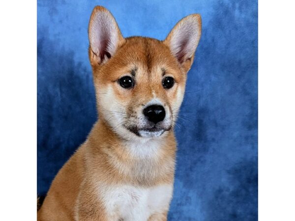 Shiba Inu – 20233