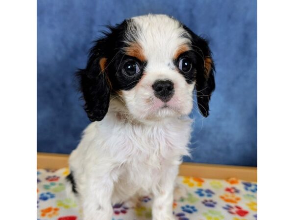 Cavalier King Charles Spaniel – 20236
