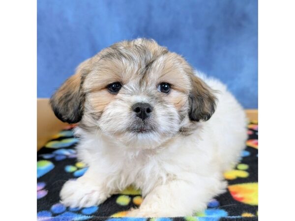 Teddy Bear – 20248