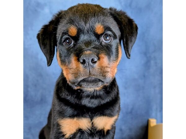 Rottweiler – 20249