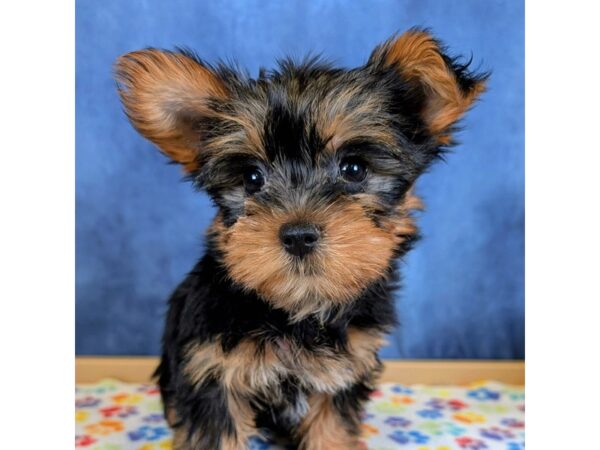 Yorkshire Terrier – 20253