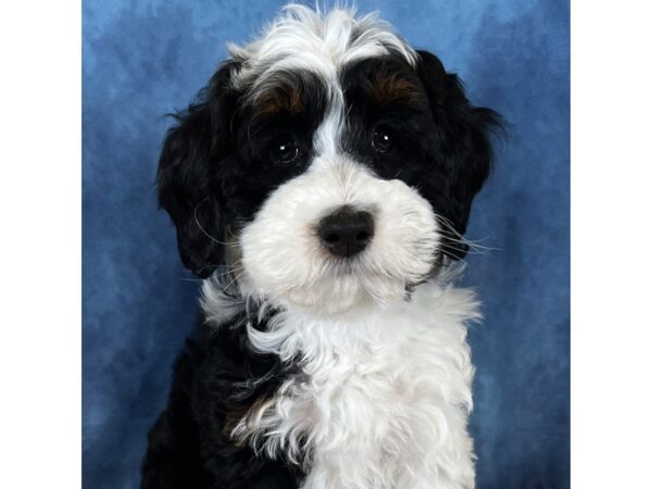 Bernedoodle Mini 2nd Gen – 20261