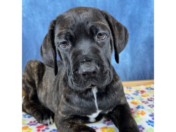 Cane Corso – 20259