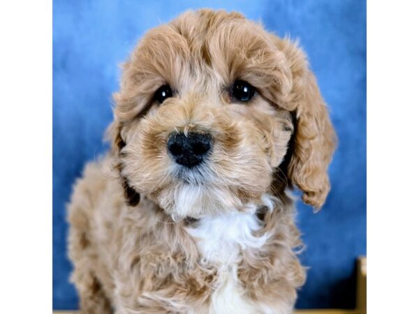 Goldendoodle Mini 2nd Gen – 20273