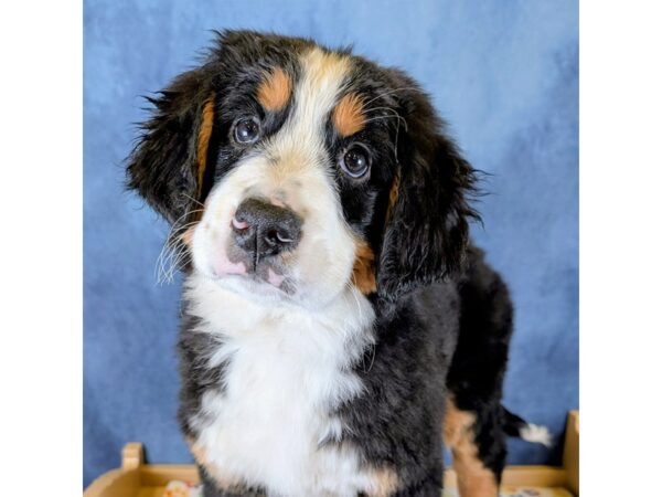 Bernese Mountain Dog – 20272