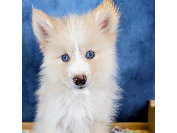 Pomsky 2nd Gen – 20271