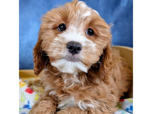 Cavapoo – 20270