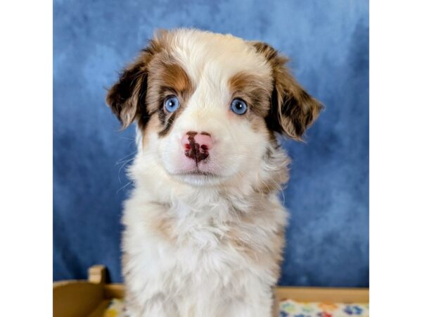 Miniature Australian Shepherd – 20268