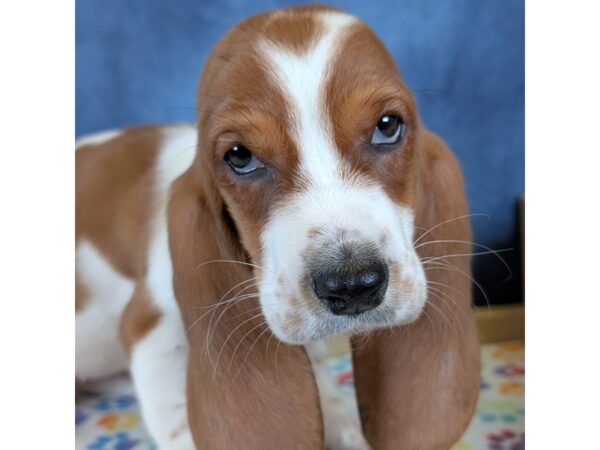 Basset Hound – 20267