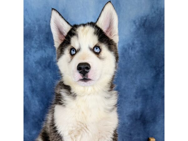 Siberian Husky – 20266