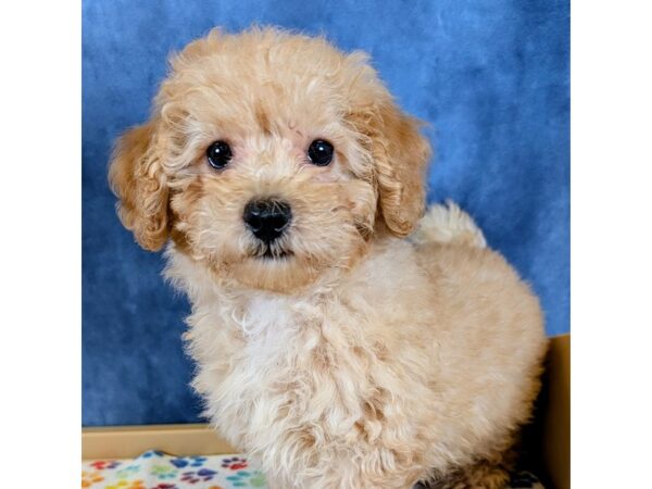 Poodle Mini – 20265