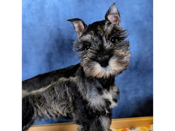 Miniature Schnauzer – 20276