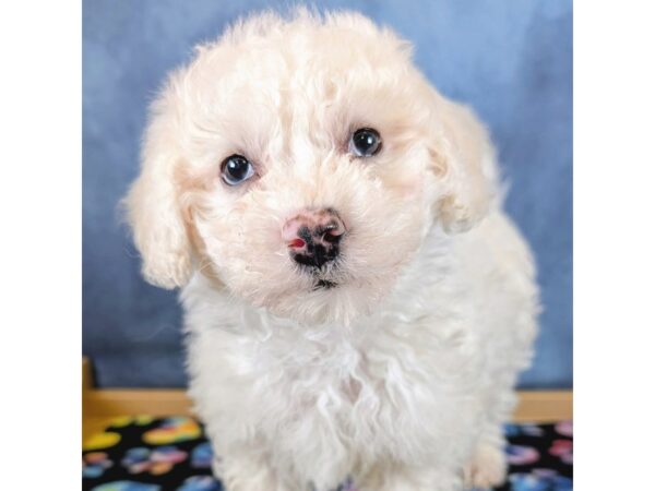 Bichon Frise – 20305