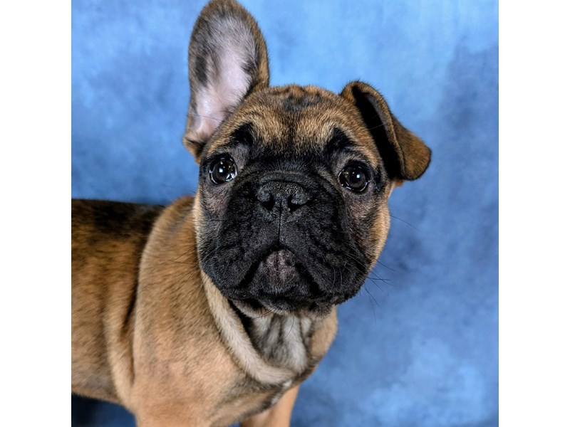 French Bulldog in Middletown, OH