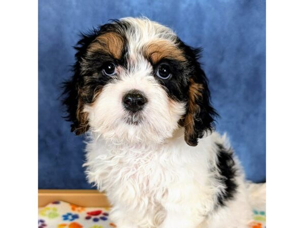 Cavachon – 20306