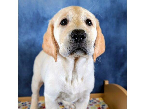 Labrador Retriever – 20310