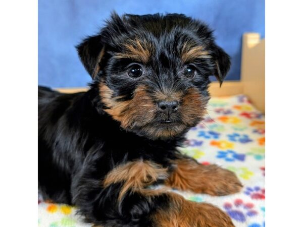Yorkshire Terrier – 20312