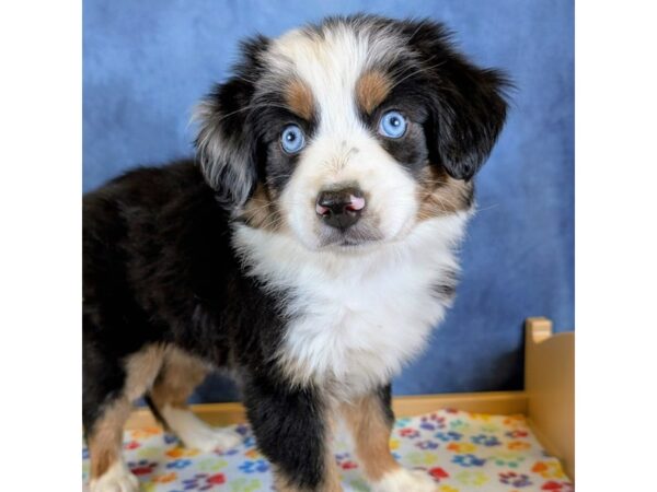 Australian Shepherd – 20318