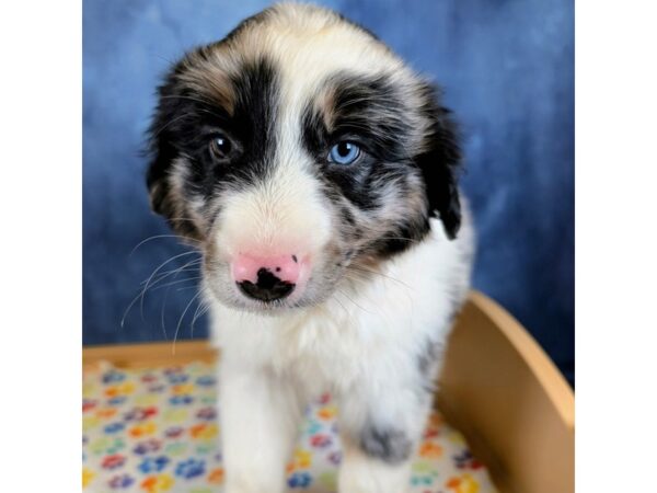 Miniature Australian Shepherd – 20316