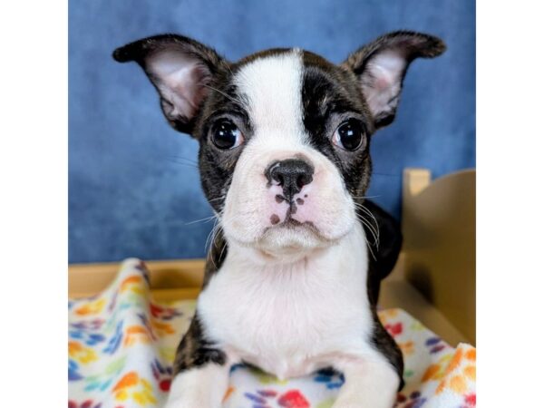 Boston Terrier – 20323