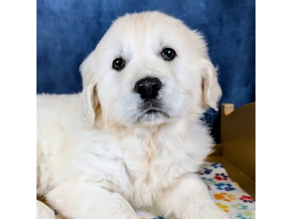 Golden Retriever – 20319