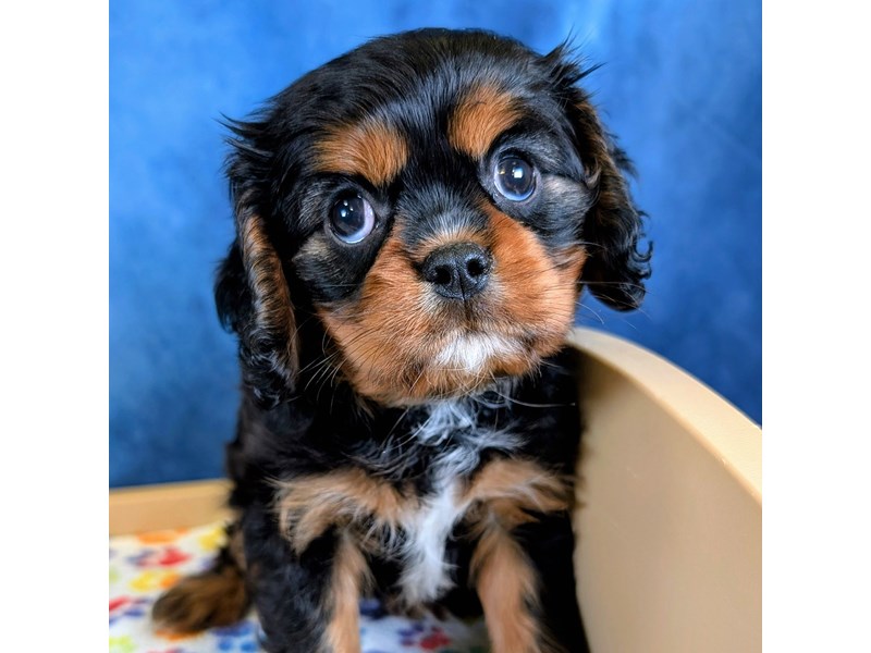 Cavalier King Charles Spaniel in Cincinnati, OH