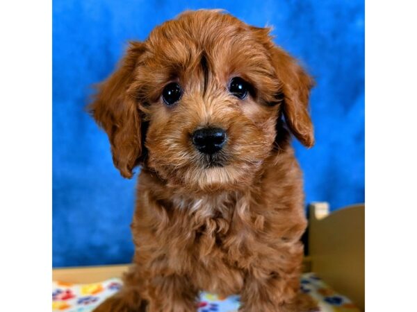 Goldendoodle Mini F1BB – 20328