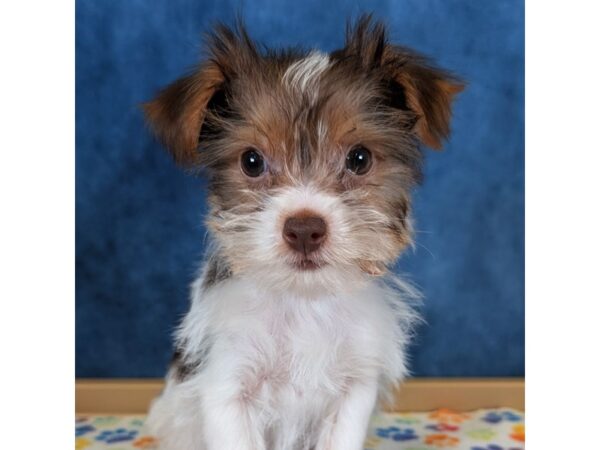 Yorkshire Terrier – 20334