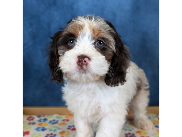 Cock A Poo – 20331